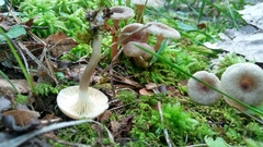 Lactarius griseus