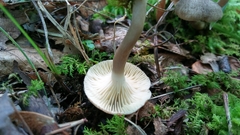 Lactarius griseus