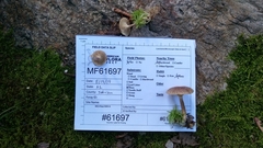 Lactarius griseus