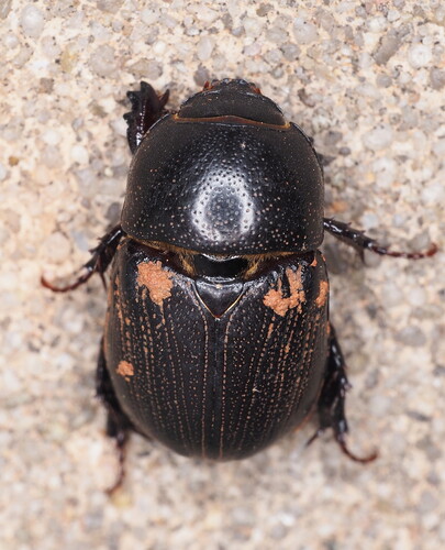 Sugarcane Beetle (Euetheola rugiceps) photo 5