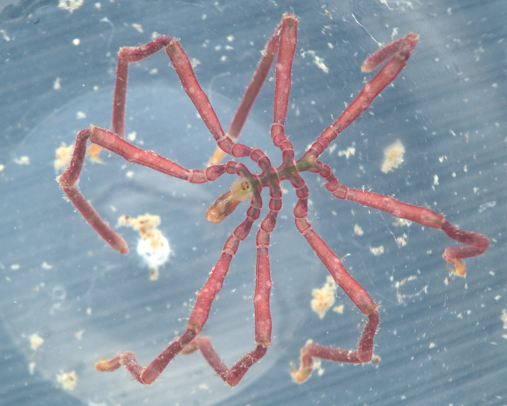 sea spider