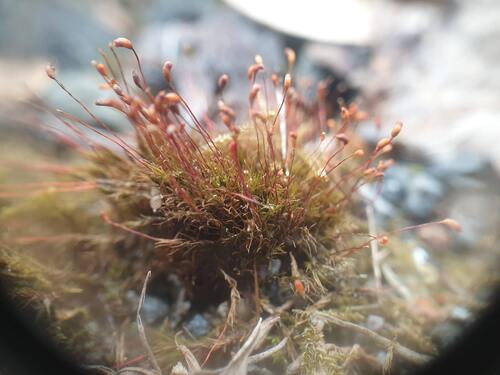 Dicranella varia observed 2025-04-12