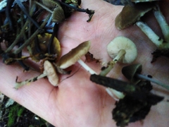 Pluteus phlebophorus