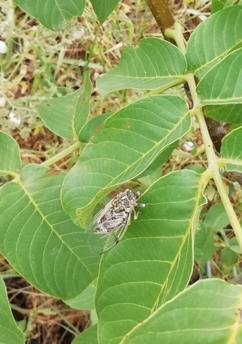 Cicadatra platyptera