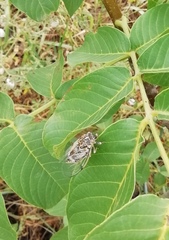 Cicadatra platyptera