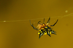 Gasteracantha aureola