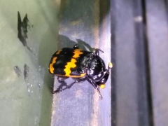 Nicrophorus mexicanus