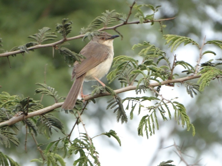 Jungle Prinia