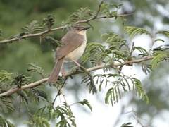 Prinia sylvatica