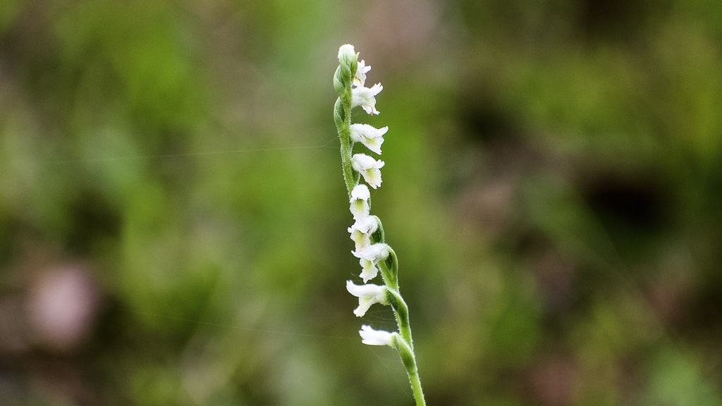Spiranthes torta