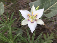 Calochortus lyallii