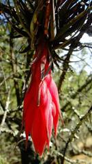 Tillandsia macdougallii