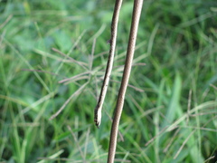 Dendrelaphis calligaster