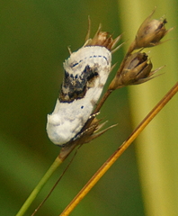 Ponometia erastrioides