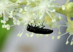 Agrilaxia