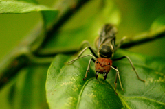 Camponotus singularis