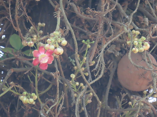 Image of Couroupita guianensis by (c) Navaneeth Sini George, some rights reserved (CC BY)