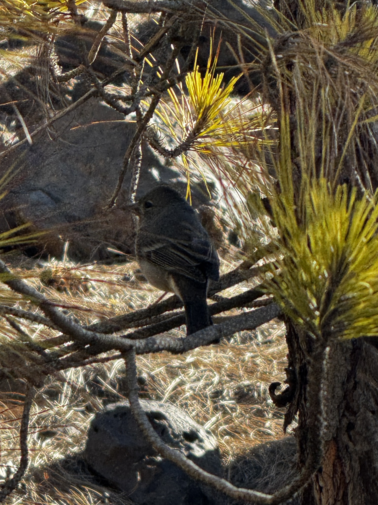 Pinzón del Teide