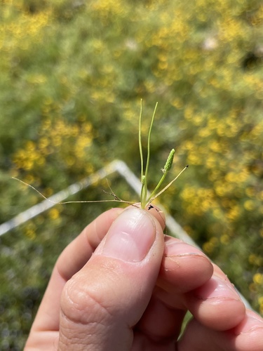 iNaturalist observation photo of Tiny Mousetail