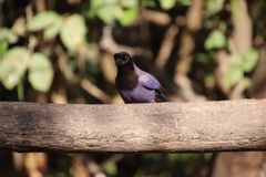 Cyanocorax cyanomelas