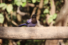 Cyanocorax cyanomelas