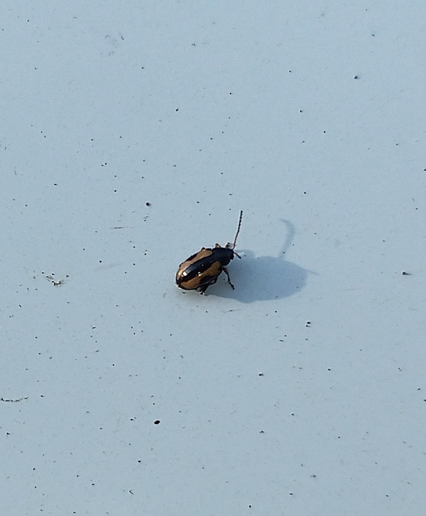 Phyllotreta dilatata