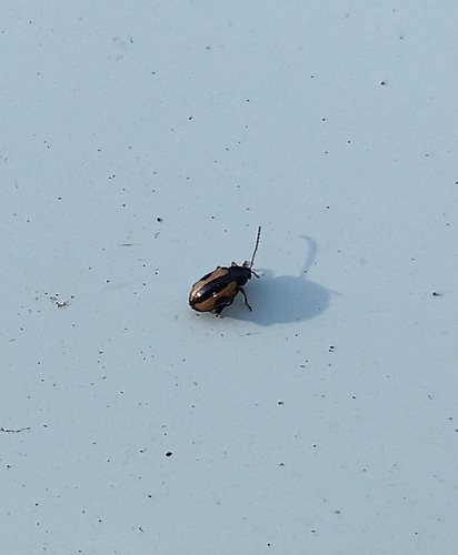 Phyllotreta dilatata