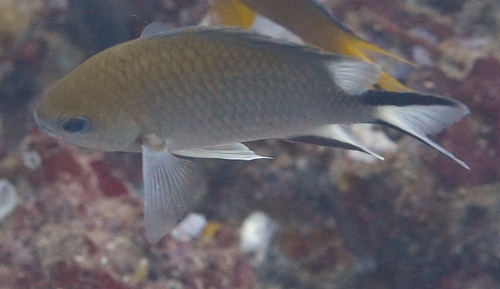Philippines chromis (Chromis scotochiloptera) — Pomacentridae — 2