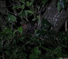 Paradoxurus hermaphroditus