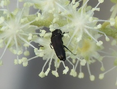 Agrilaxia