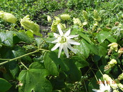 Passiflora setacea