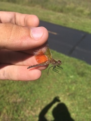 Sympetrum semicinctum