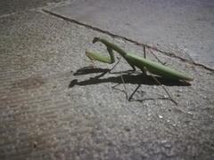 Mantis religiosa