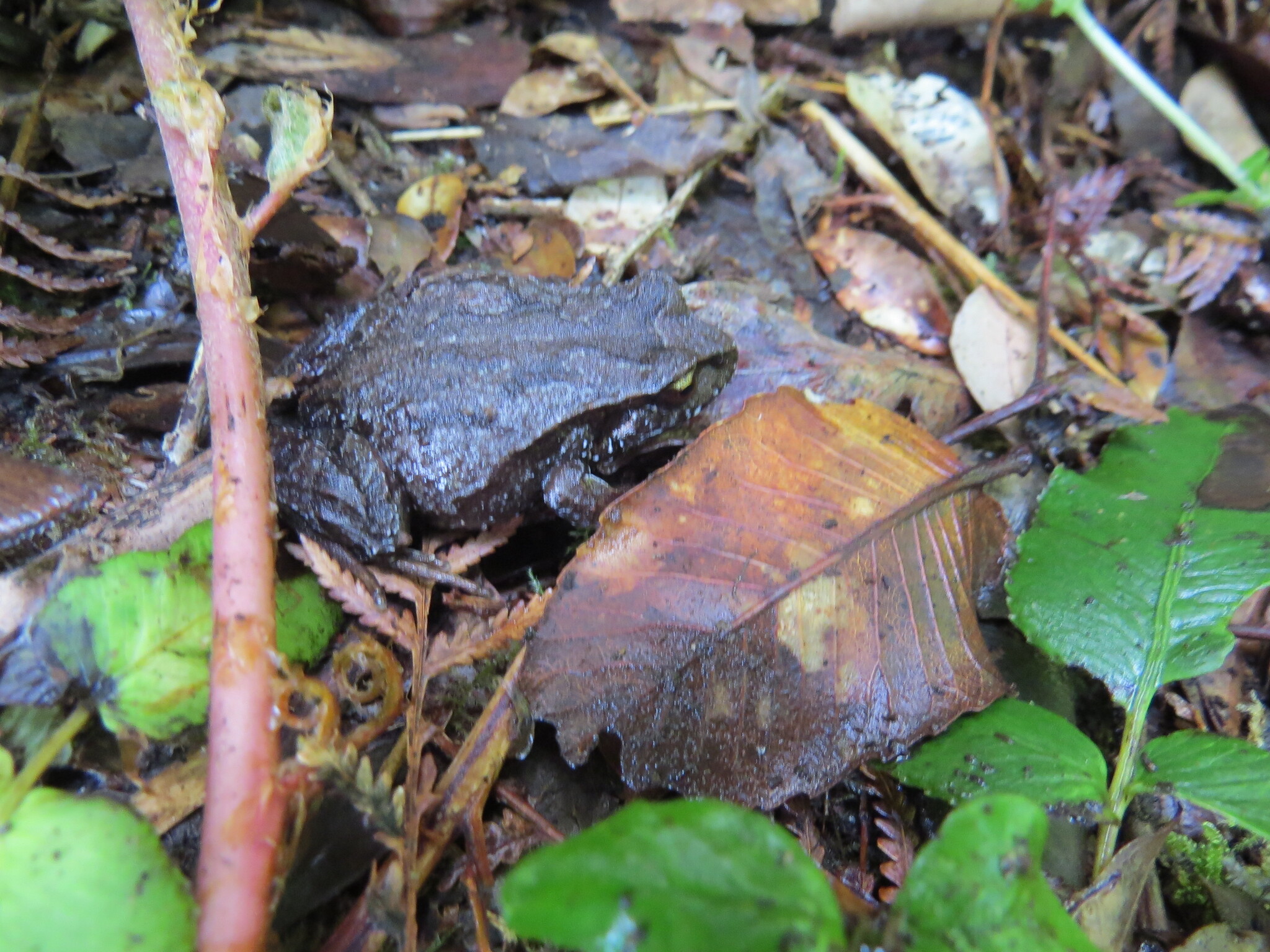 Eupsophus calcaratus (Günther, 1881)