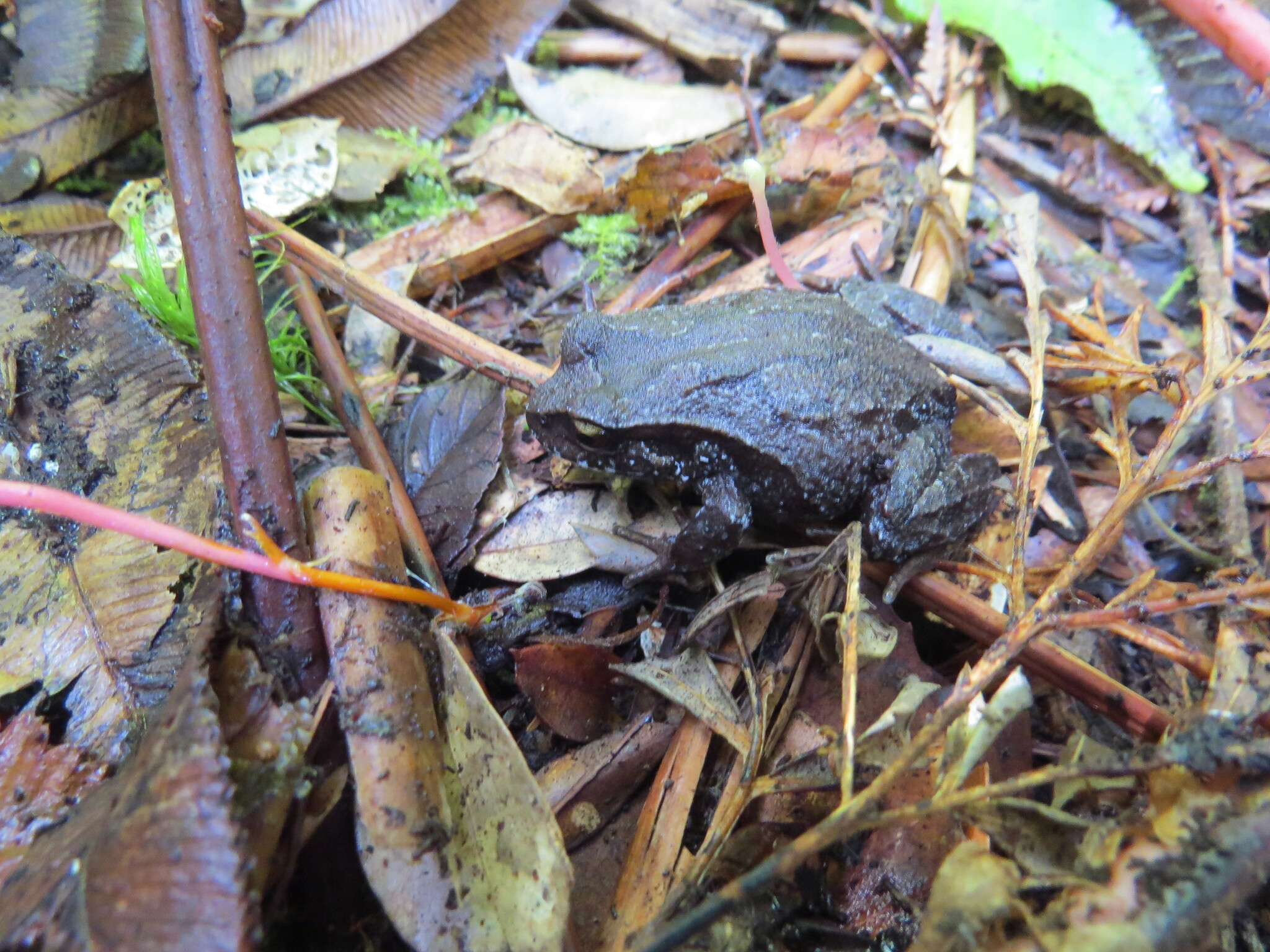 Eupsophus calcaratus (Günther, 1881)