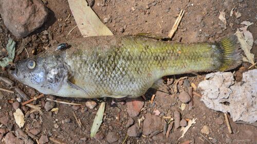 Bulldog-goodeide (Alloophorus robustus) — Goodeidae — 3