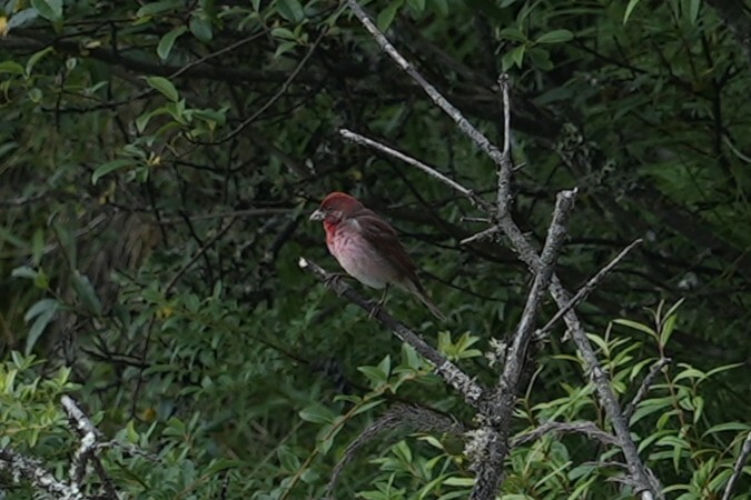 Common Rosefinch