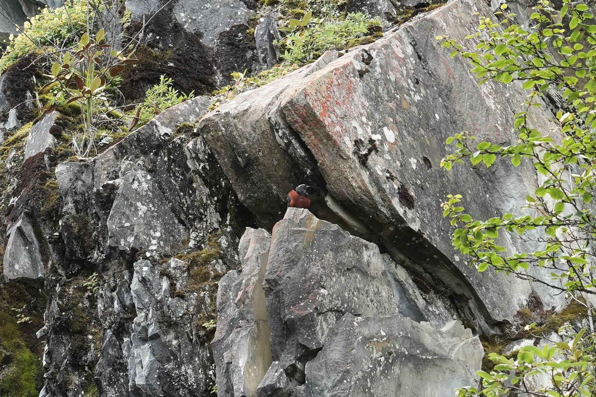 White-capped Redstart