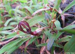Ceropegia jainii