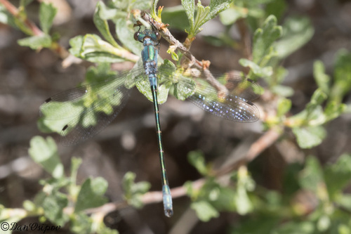 iNaturalist observation photo of Emerald Spreadwing