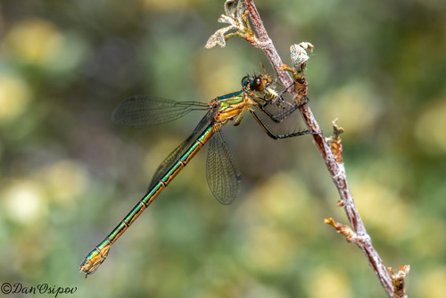 iNaturalist observation photo of Emerald Spreadwing