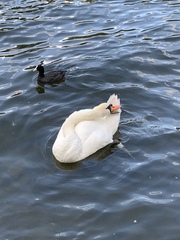 Cygnus olor