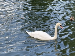 Cygnus olor