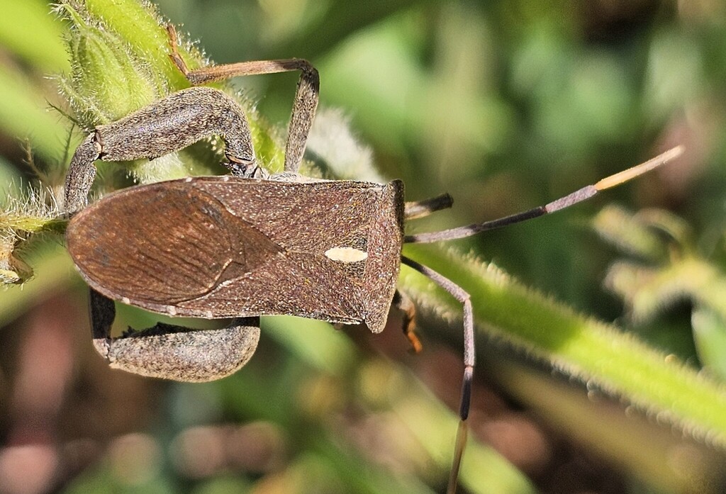 Anoplocnemis castaneicornis