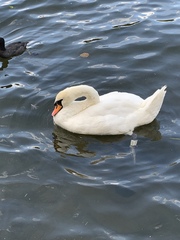 Cygnus olor