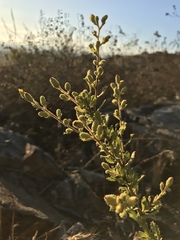 Hazardia squarrosa