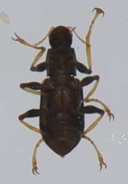Microdinodes