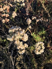 Eriogonum fasciculatum