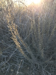 Artemisia californica