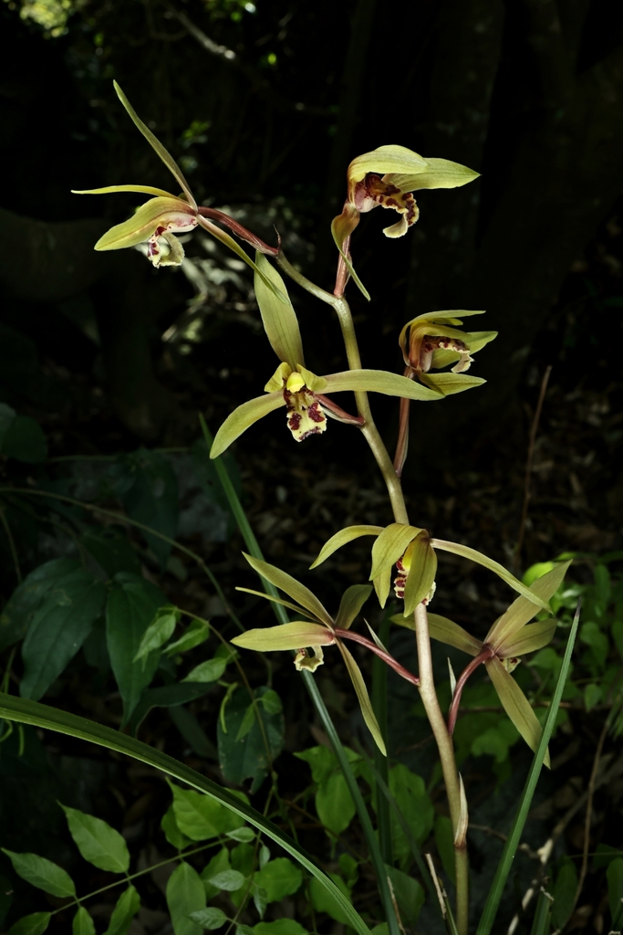 Cymbidium faberi (Cymbidium faberi)